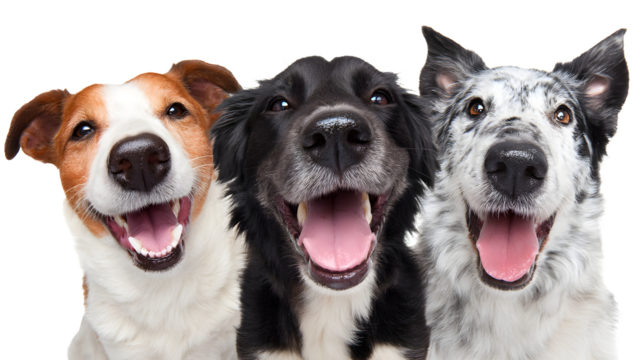 Three energetic and enthusiastic dogs of different breeds posing together in a studio environment their joyful expressions and friendly demeanors captured in a closeup portrait