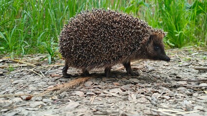 Close-up photos of a European hedgehog in its natural outdoor habitat. Ideal for wildlife, nature, and conservation-themed projects.