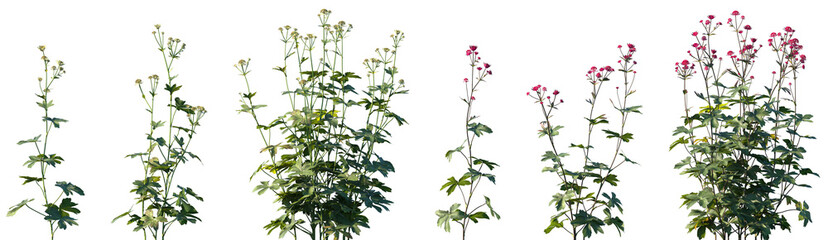 Set of Astrantia major (the great masterwort) frontal isolated png on a transparent background perfectly cutout high resolution