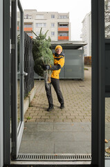 Man Carrying Christmas Tree Indoors.