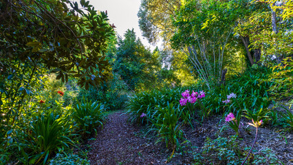 Obraz premium Pale pink and white flower of Belladonna Lily, also called Jersey Lily, in the garden of the South Island, New Zealand