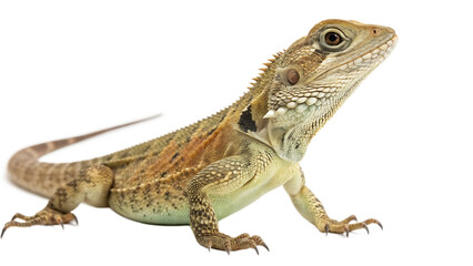 Naklejka premium Lizard Isolated on White Background