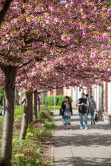 Fototapeta premium Ulica Zytnia, kwitnaca wisnia, Warszawa, Polska