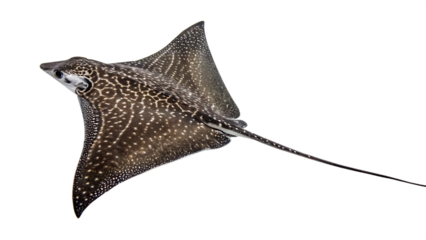 Stingray Isolated on White Background