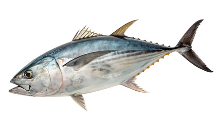 Obraz premium Tuna Isolated on White Background