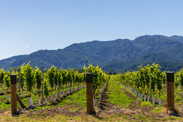 View of the vineyards in the Marlborough district of the South Island, New Zealand