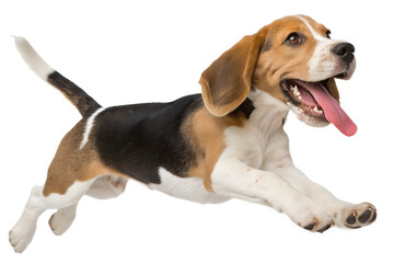 Cute happy beagle dog walking side profile isolated transparent background


