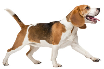 Cute happy beagle dog walking side profile isolated transparent background


