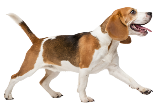 Cute happy beagle dog walking side profile isolated transparent background


