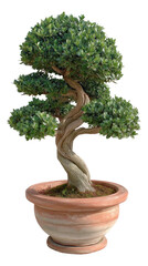 Miniature bonsai tree with gnarled trunk sprouting from terracotta pot,  isolated on a transparent background, PNG