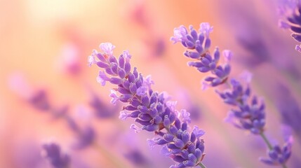 Obraz premium Delicate lavender blooms against a soft peach and violet background