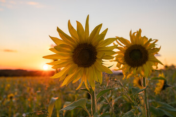 Sunflower, Helianthus annuus