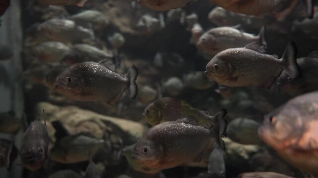 Red bellied piranha fish in the water. A group of piranhas swimming. Piranhas are freshwater fish known for their sharp teeth and are native to the Amazon River.