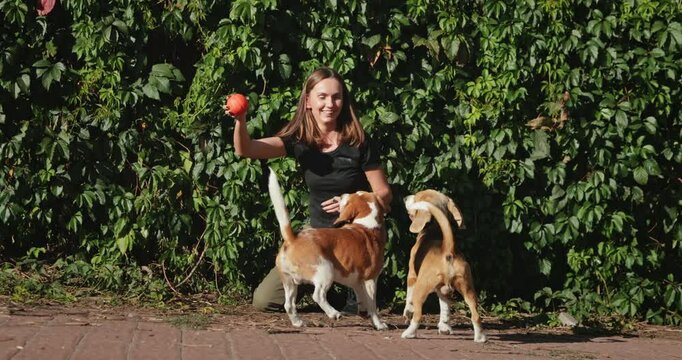 Young woman dog trainer enjoying playful moments with two beagle dogs while tossing a ball in a sunny park, surrounded by lush green hedges on a beautiful day