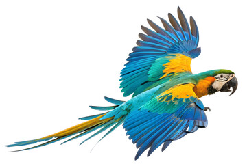 Obraz premium colorful flying parrot isolated on white or transparent png