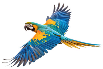 colorful flying parrot isolated on white or transparent png