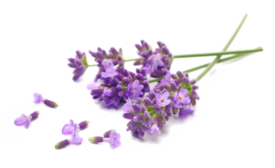 Lavender flowers in spring, isolated on white, side view	