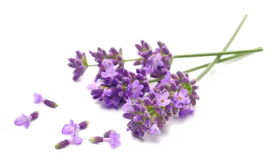Fototapete Rund Lavender flowers in spring, isolated on white, side view  © dule964