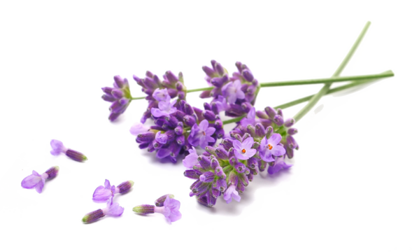 Lavender flowers in spring, isolated on white, side view	