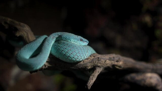 Blue viper snake head on branch side view with black background, viper snake ready to attack, blue insularis snake, close-up animal.