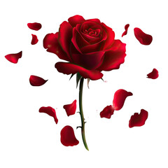 Red Rose with Falling Petals