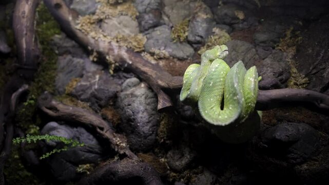Green viper snake head on branch side view with black background, viper snake ready to attack, blue insularis snake, close-up animal.