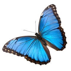 Blue butterfly with open wings, high detail, isolated on white
