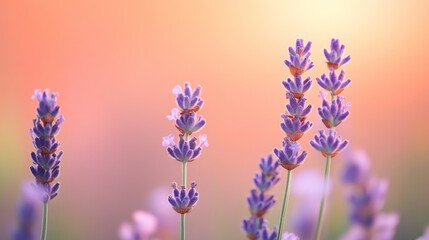 Obraz premium Lavender's delicate beauty captured in the warm embrace of soft light