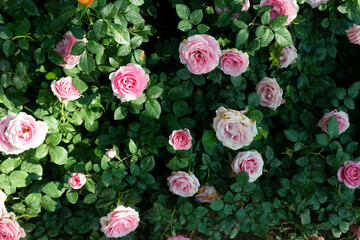 Multicolored rose in flower garden,Сolorful roses in rose garden,English roses of different colors in english garden.