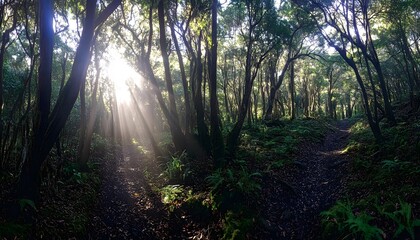 Fototapeta premium Sunlight beams through a dense forest path.