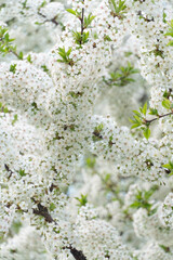 A close-up of a cherry tree branch densely covered with delicate white blossoms and green leaves, illuminated by soft daylight. Spring renewal, botanical beauty, and seasonal nature advertising
