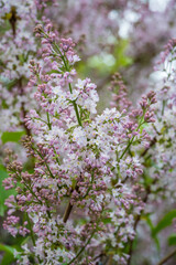 Delicate clusters of light pink and white lilac blossoms bloom against a soft green and lavender background. Seasonal change, nature appreciation, gardening, and aromatherapy