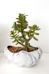 Bonsai Crassula in a white figured pot on a white background. Photo