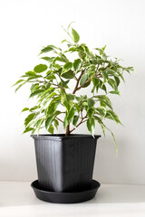 Ficus Benjamina, Lovely grows in a black pot on a white background. Photo