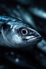 A close up of a fish with a black background