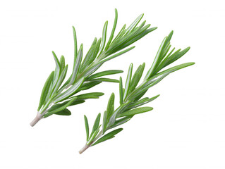 Fototapeta premium Fresh Rosemary Sprigs Isolated on White Background for Cooking and Herbal Remedy Preparation, Close Up, Herbs