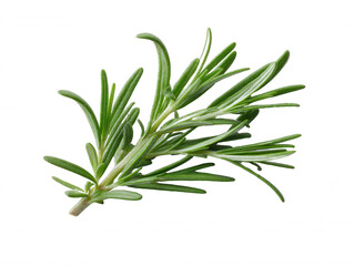 Obraz premium Fresh Rosemary Sprig Isolated on White with Vibrant Green Leaves for Culinary and Herbal Use