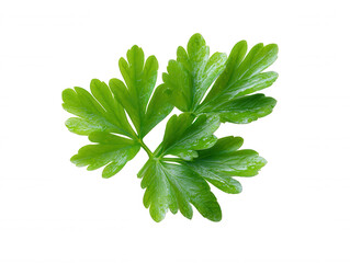 Obraz premium Fresh Green Parsley Sprig Isolated on White, Vibrant Herb for Culinary and Food Concepts