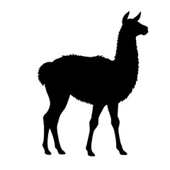 Llama illustration icon, black silhouette vector