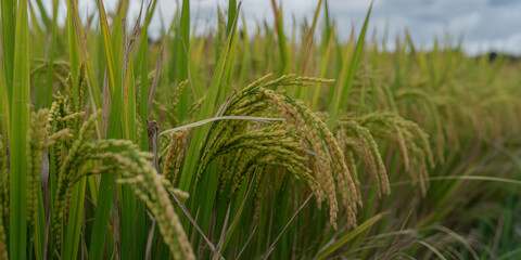 Fototapeta premium Close-Up of Ripening Rice Grains and Green Stalks in Agricultural Field