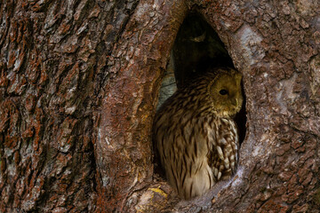 ural owl hidden in tree hollow