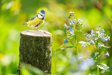 Little bird perching on old stump among forget-me-not flowers. Blue tit