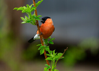 little bird perching on branch of tree. Bullfinch