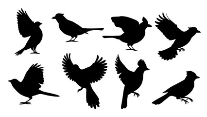 Fototapeta premium set of blue jay birds silhouette vector on tranparent background