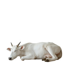 A serene white cow in repose, offering a sense of calm, purity, and stillness.