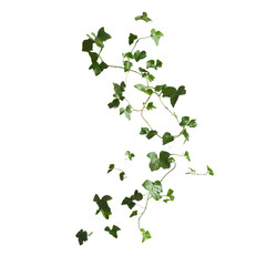 A close-up shot of English ivy vine featuring detailed textures and patterns in a minimalist style. capturing freshness, growth, and natural beauty in a visually striking display.