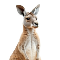 A majestic kangaroo, with its powerful build and alert expression, stands tall against a pristine backdrop. Showcasing its unique features and robust physique.