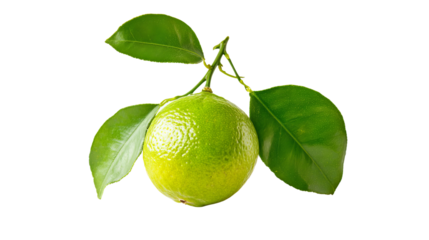 A single ripe green lime, still attached to the branch with lush green leaves, isolated against a clean background, showcasing its vibrant color and natural texture.