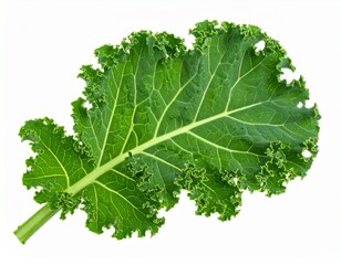 Kale with Leaf Veins on Isolated Background