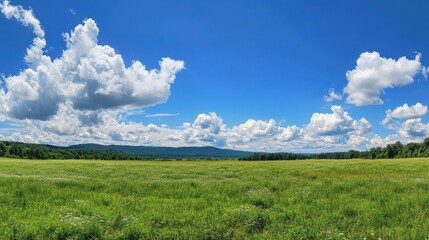 Fototapeta premium Green meadow with white fluffy clouds in bright blue sky, panoramic summer landscape with vivid horizon line and copy space